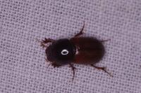 Bodilopsis