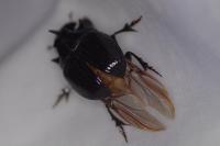 Copris lunaris