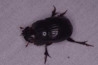 Copris lunaris
