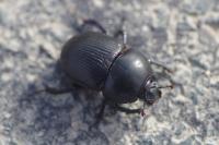Geotrupes spiniger