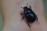 Anoplotrupes stercorosus