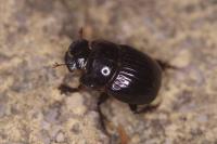Copris lunaris