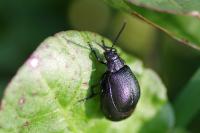 Galeruca tanaceti