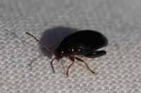 Psylliodes chrysocephala