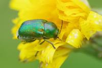 Cryptocephalus