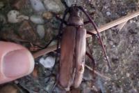 Aegosoma scabricorne