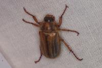 Amphimallon solstitiale