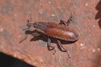 Lixus