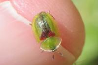 Cassida