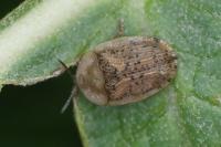Cassida nebulosa