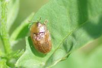 Hypocassida subferruginea
