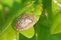 Cassida nebulosa