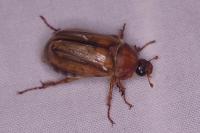 Amphimallon