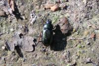 Platycerus caraboides