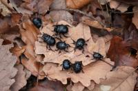 Typhaeus typhoeus