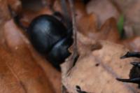 Anoplotrupes stercorosus