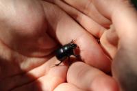 Anoplotrupes stercorosus
