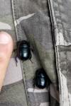 Anoplotrupes stercorosus