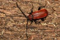 Pyrrhidium sanguineum
