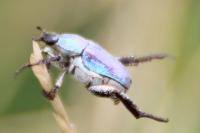 Hoplia coerulea