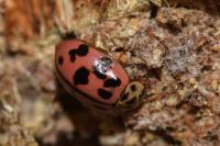 Oenopia conglobata