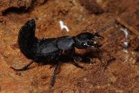 Ocypus olens