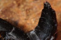Ocypus olens