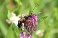 Rutpela maculata
