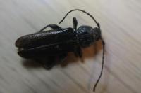 Hylotrupes bajulus