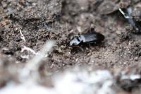Nebria brevicollis