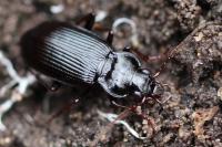 Nebria brevicollis