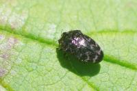Trachys minutus