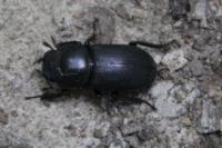 Dorcus parallelipipedus