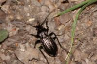 Carabus granulatus