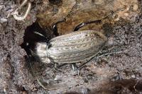 Carabus granulatus