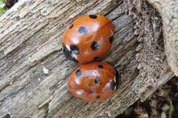 Coccinella septempunctata