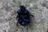 Anoplotrupes stercorosus