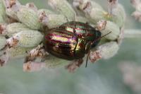 Chrysolina americana
