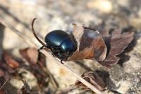 Timarcha goettingensis