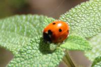 Coccinella septempunctata