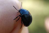 Chrysolina haemoptera