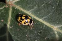 Propylea quatuordecimpunctata