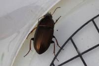 Amara aenea