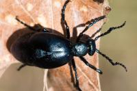 Meloe violaceus