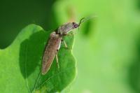 Athous haemorrhoidalis
