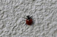 Coccinella septempunctata