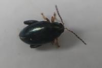 Psylliodes chrysocephala