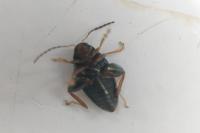 Psylliodes chrysocephala