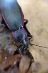 Carabus violaceus