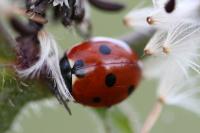 Coccinella septempunctata